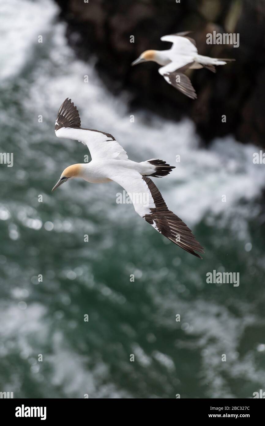 Gannet australasien adulte en vol, volant le long des falaises de la plage de Muriwai et de la colonie de gannet, Nouvelle-Zélande Banque D'Images