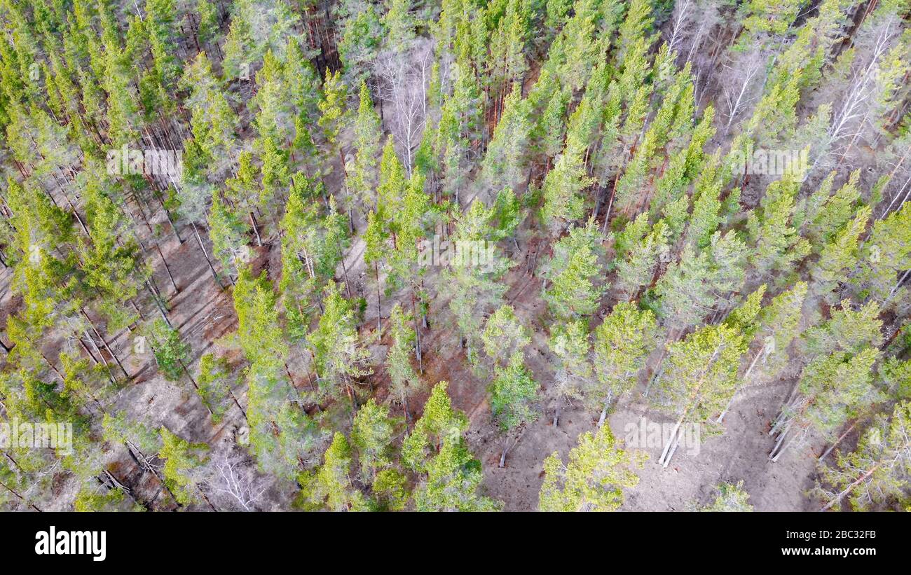 Vue aérienne de la rivière Vuoksi, de la forêt et de la colonie en automne, Losevo, Oblast de Leningrad, Russie Banque D'Images