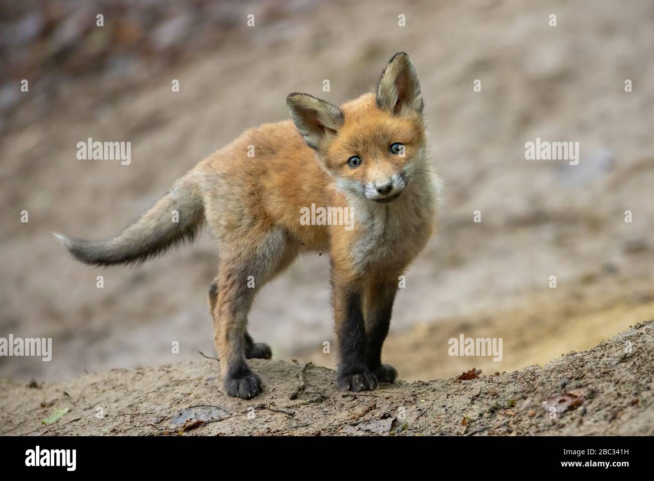 Joli renard rouge debout sur un sol brun devant un coin-détente caché dans la forêt Banque D'Images