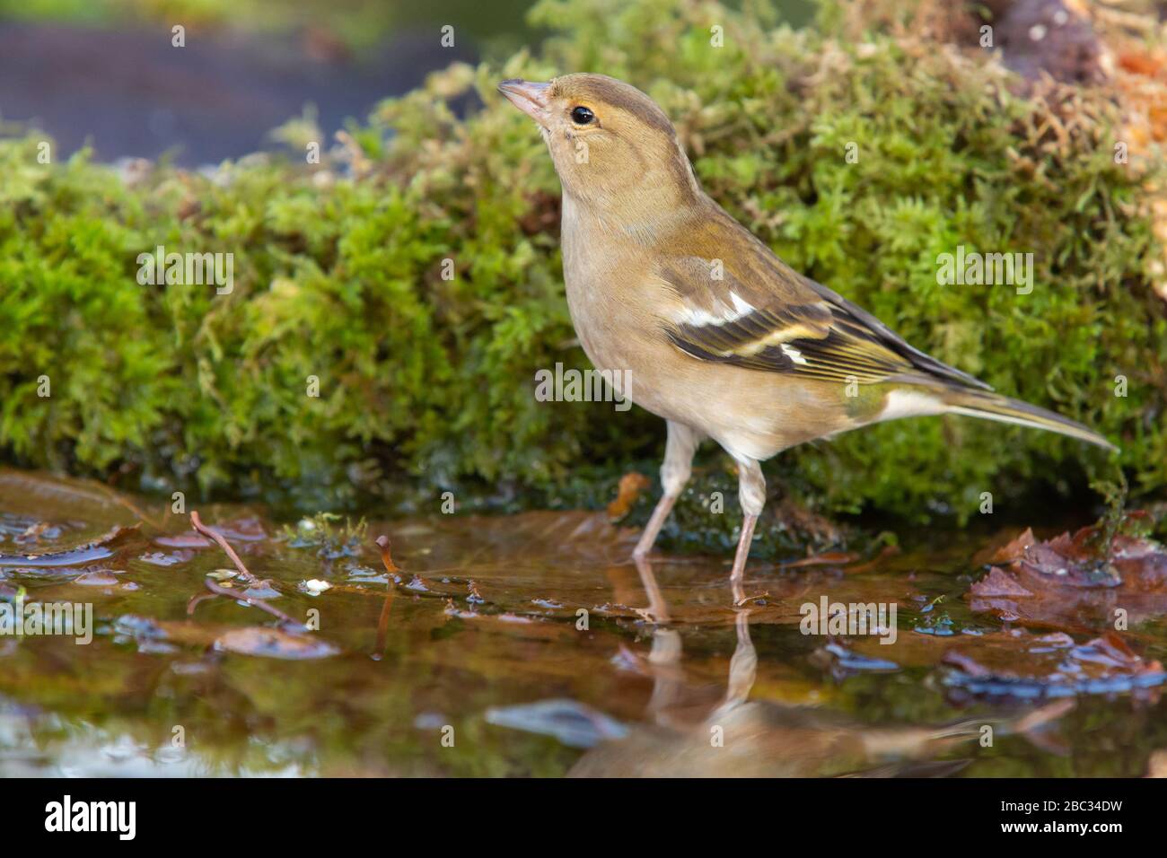 Chaffinch femelle [ Fringilla coelebs ] debout dans l'eau peu profonde d'un étang avec réflexion partielle et mousse couverte log en arrière-plan Banque D'Images