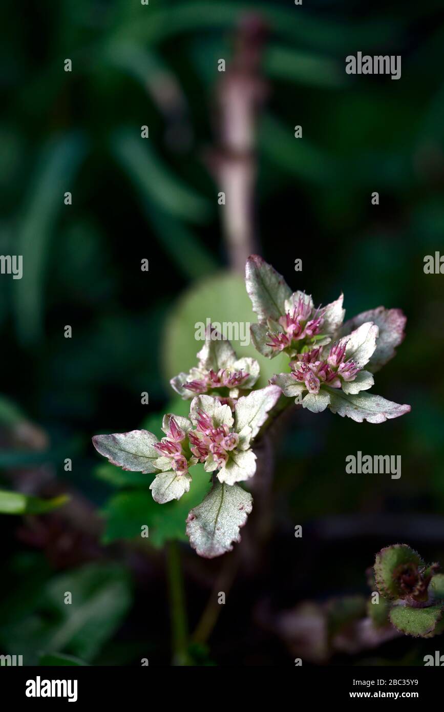 Chrysosplenium macrophyllum,fleurs,fleurs vertes-blanches,fleurs vertes blanches,étamines à bout rose,floraison,saxifrage rampant,saxifrages, forêt p Banque D'Images