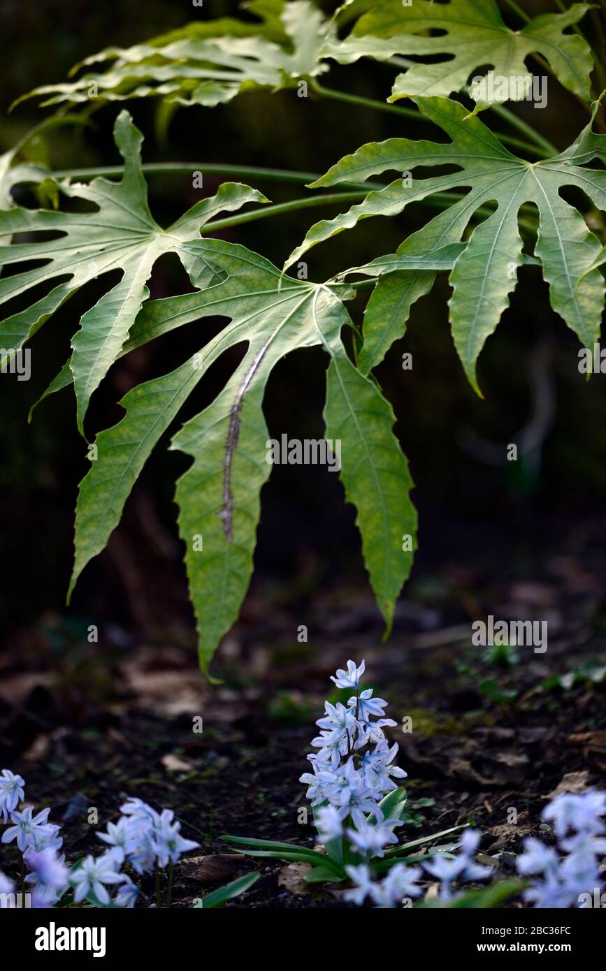 fatsia-polycarpa-needhams-forme-banque-de-photographies-et-d-images