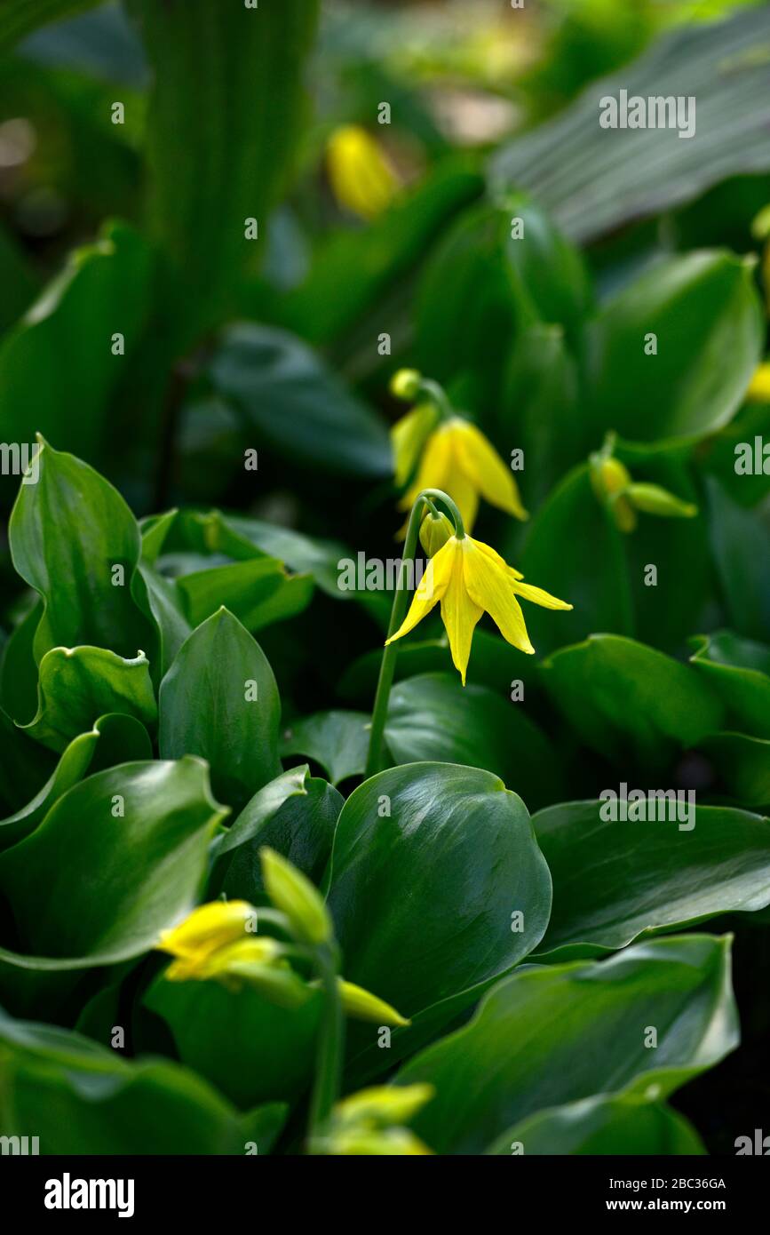 Erythronium Pagoda,printemps,fleurs,fleur,floraison,fleurs jaunes,fleur de chien de fleur violette,printemps,fleurs,fleur,floraison,feuillage vert,RM Floral Banque D'Images