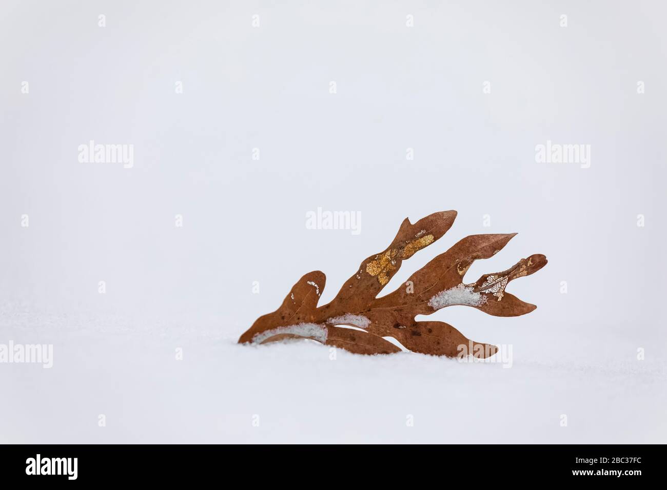 Chêne blanc, Quercus alba, feuille en hiver, soufflé de l'arbre sur la neige, les lacs canadiens, Michigan, États-Unis Banque D'Images