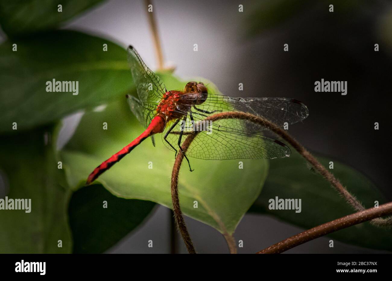 Une libellule Ruby Meadowhawk voit quelque chose de plus intéressant Banque D'Images