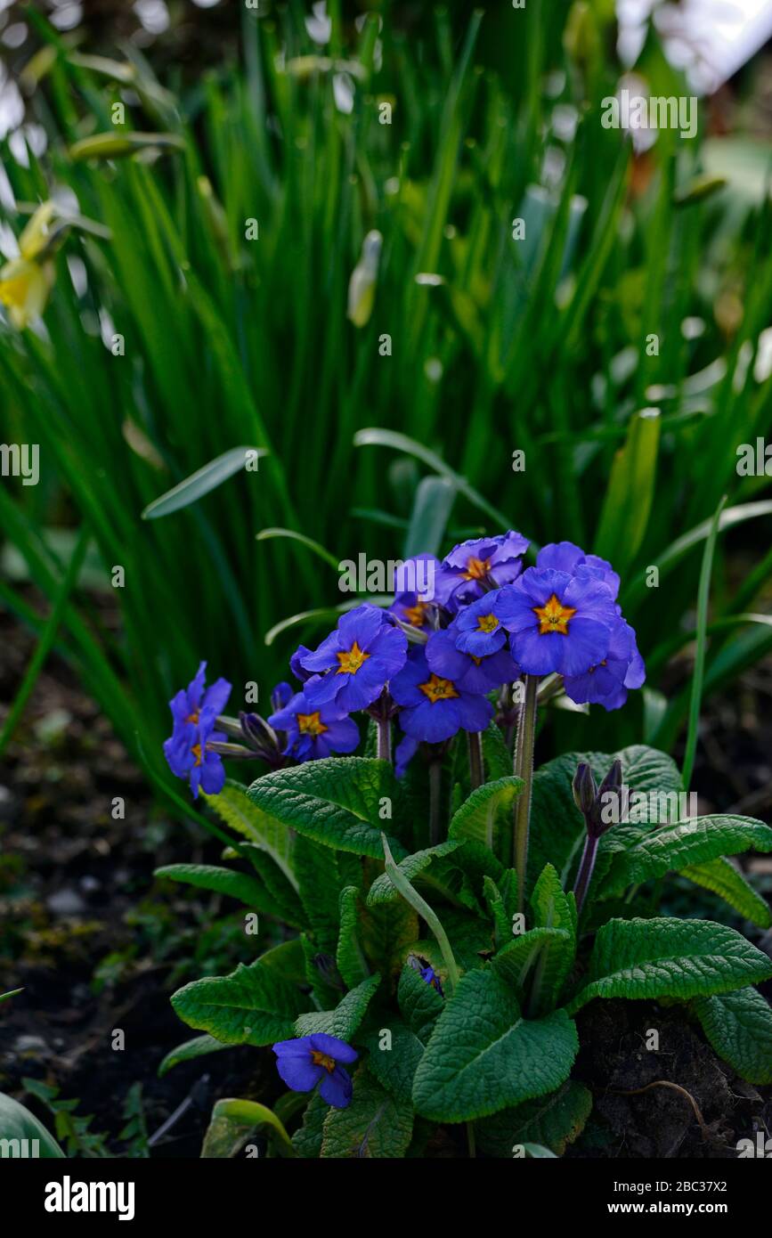 Primula polyanthus,œil orange bleu jaune,primrose,primerroses,Barnhaven polyanthus,fleurs,fleur,floraison,printemps, RM Floral Banque D'Images