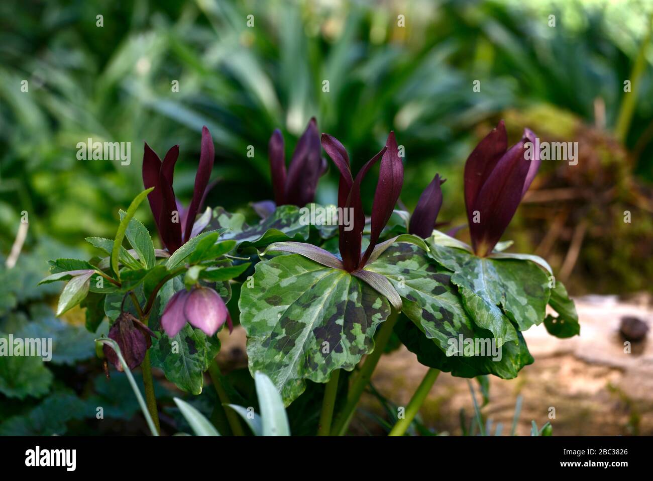 Réseau Trillium kurabayashii, violet, rouge, fleurs, fleurs,printemps,ombre,ombragée,bois ombragé,fleurs,fleurs,printemps,couleur,Fleurs,RM Banque D'Images