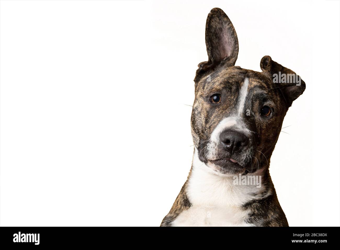 Crazy Tabby american staffordshire terrier a tiré la tête isolé sur fond blanc. Banque D'Images