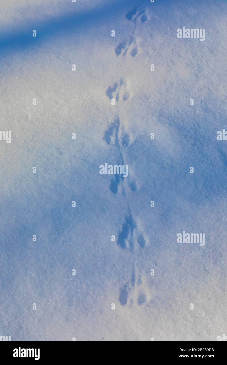 Des traces de souris sur la neige fraîche dans le parc naturel de Deerfield près de Mt. Pleasant, Michigan, États-Unis Banque D'Images