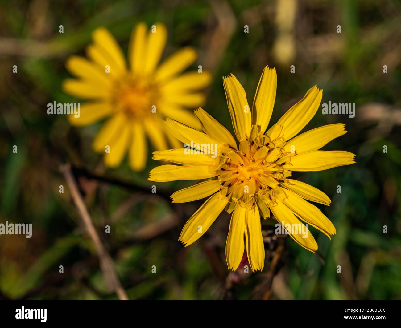 Gros plan sur la fleur jaune, heure d'été. Banque D'Images