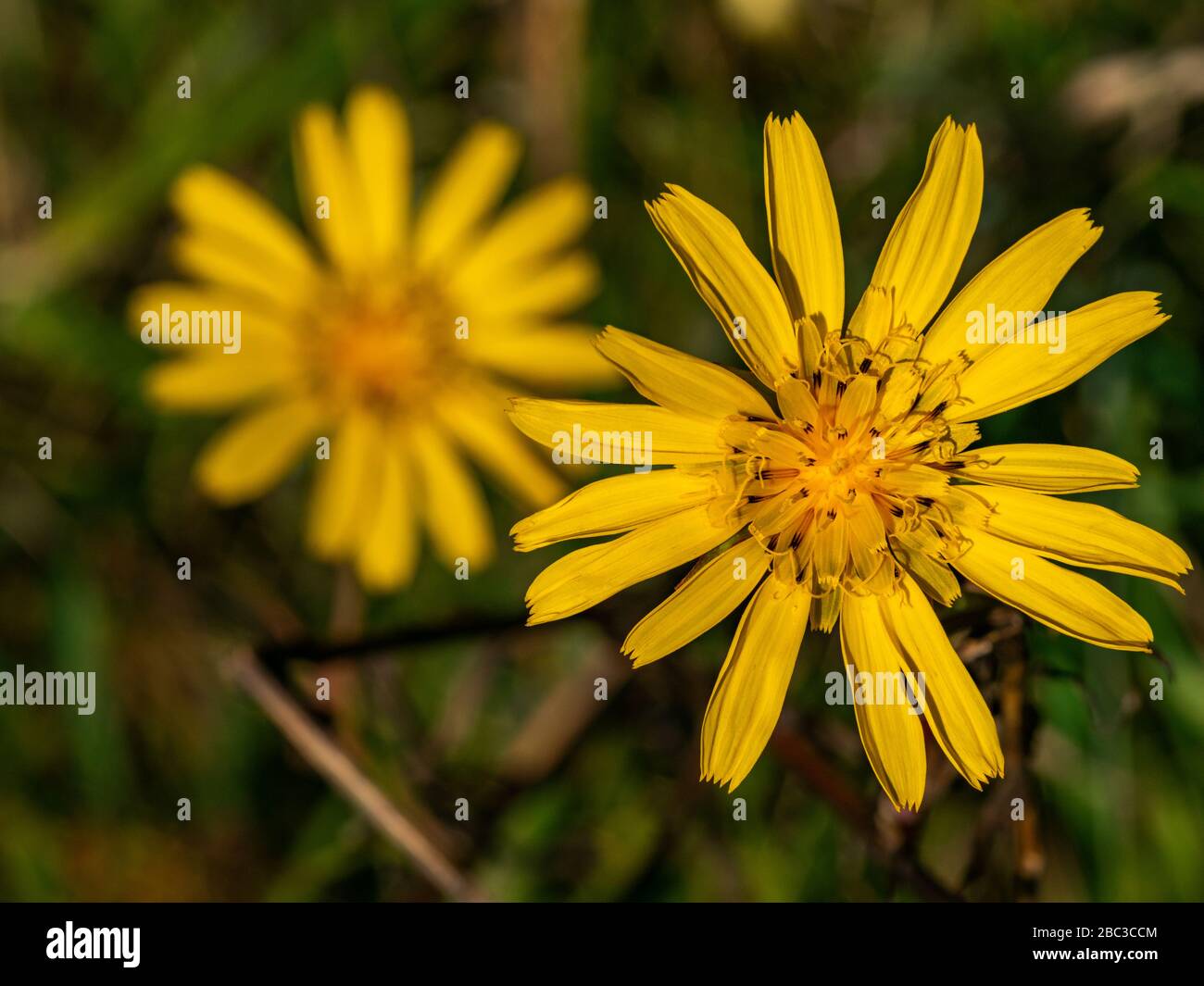 Gros plan sur la fleur jaune, heure d'été. Banque D'Images