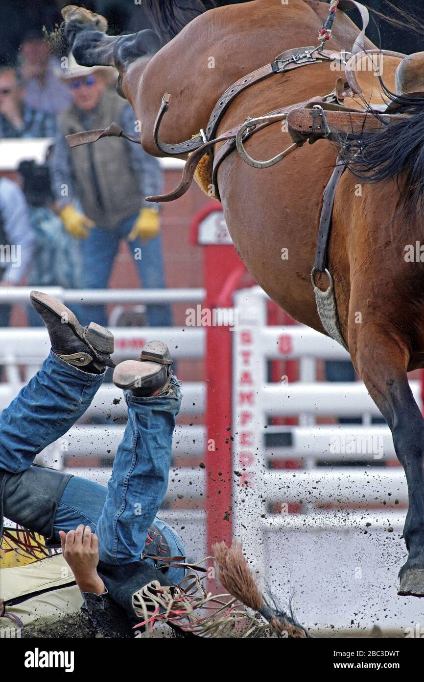 Un cavalier de bronzage en selle rodéo est enfilé d'un cheval au rodéo du Stampede de Calgary Banque D'Images
