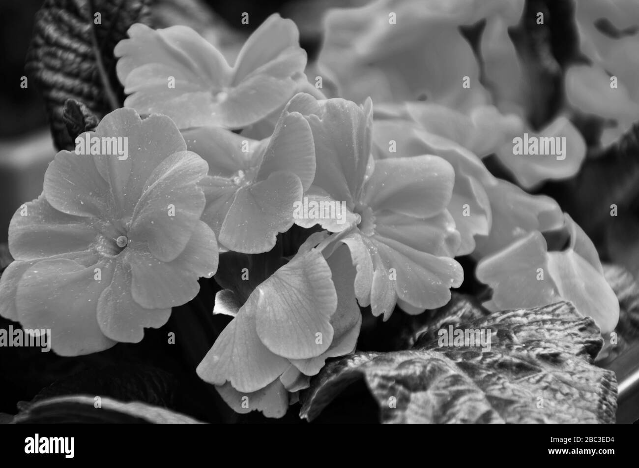 fleurs naturelles vue rapprochée Banque D'Images