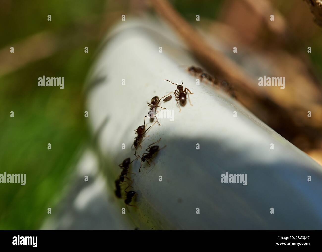 Fourmis noires communes rampant sur un pot de plantation de jardin. Banque D'Images