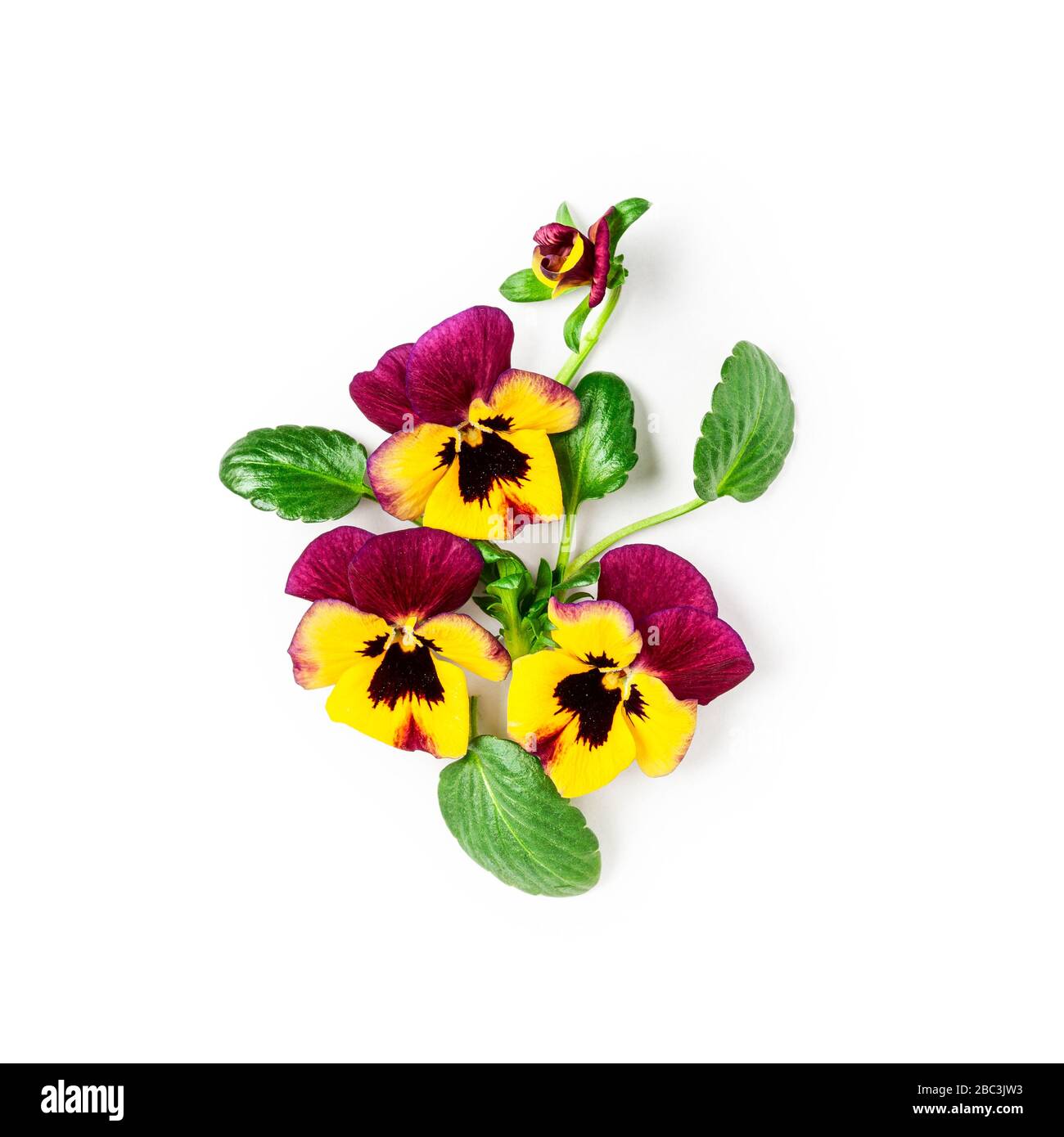 Composition créative de la viola pansy flower. Fleurs de printemps colorées isolées sur fond blanc avec chemin de découpe. Arrangement floral, élément design. Banque D'Images