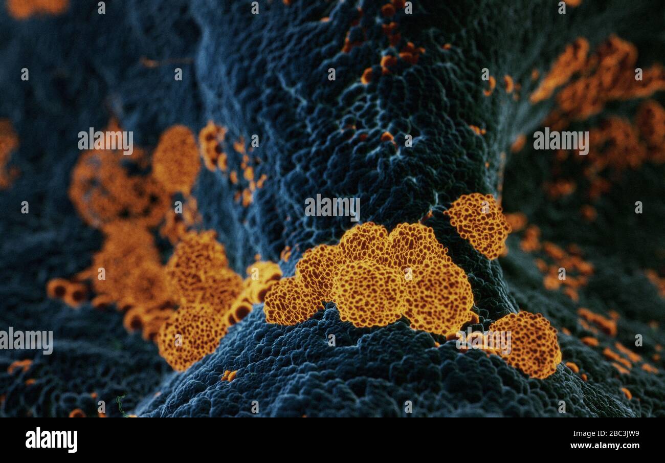 Microscopie électronique de Coronavirus SRAS COVID-19 infectant les cellules humaines, illlustration tridimensionnelle basée sur des photos microscopiques électroniques Banque D'Images