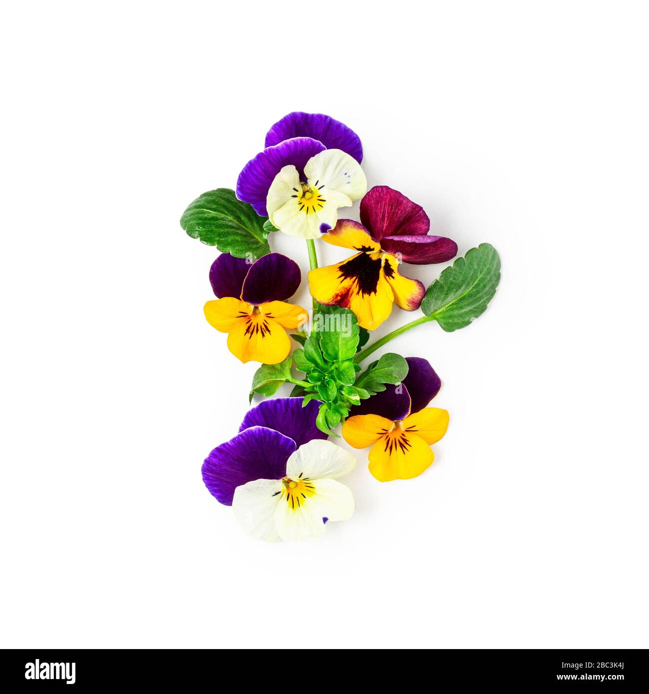 Composition créative de la viola pansy flower. Fleurs de printemps colorées isolées sur fond blanc avec chemin de découpe. Arrangement floral, élément design. Banque D'Images