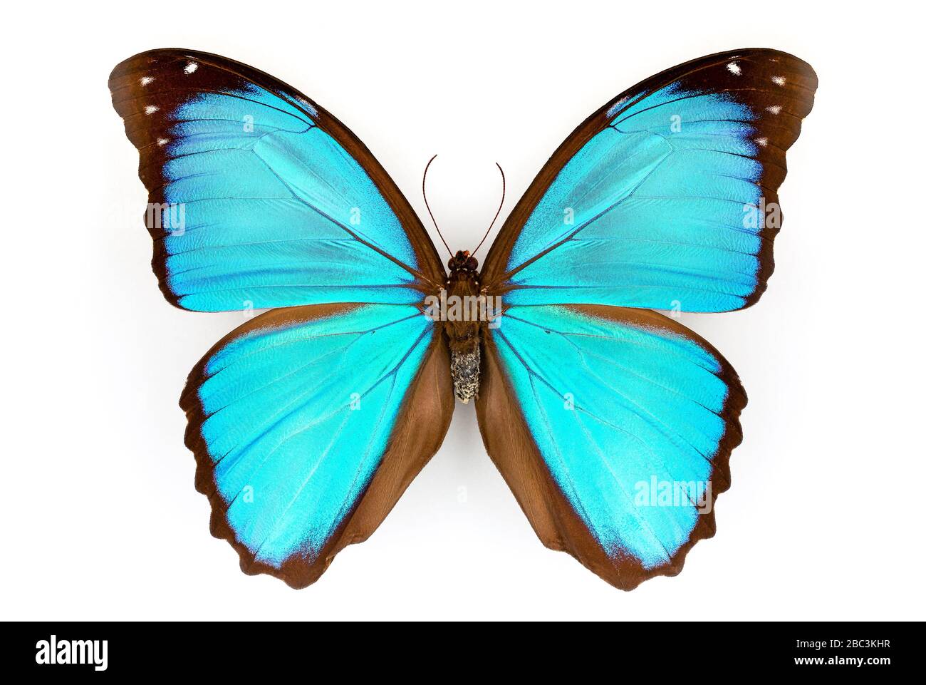 Macrophotographie de la moitié gauche d'un Morpho Menelaus bleu sur un fond blanc avec ombre Banque D'Images