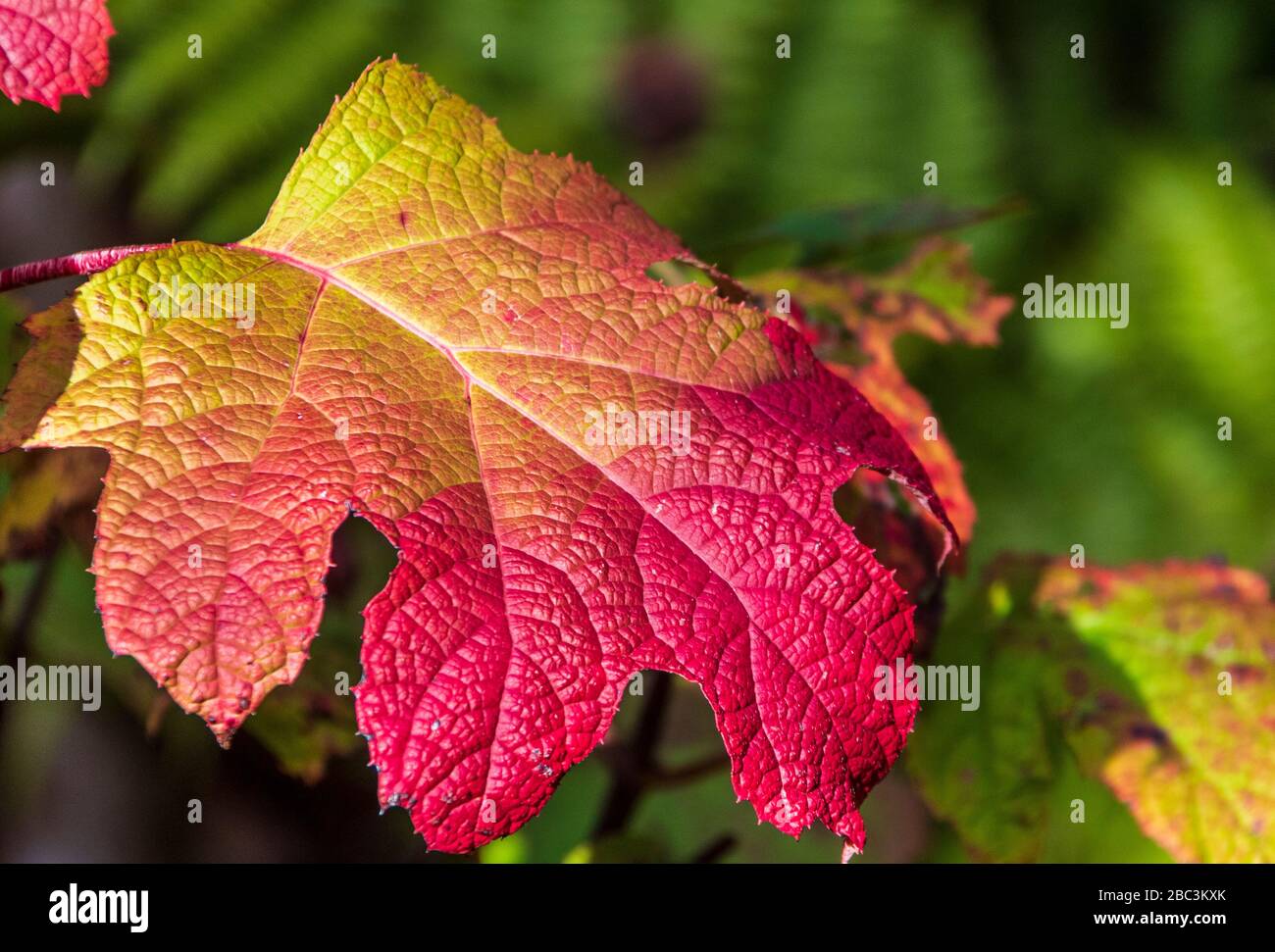 Couleur d'automne aux jardins botaniques d'Atlanta à Atlanta, Géorgie. Banque D'Images