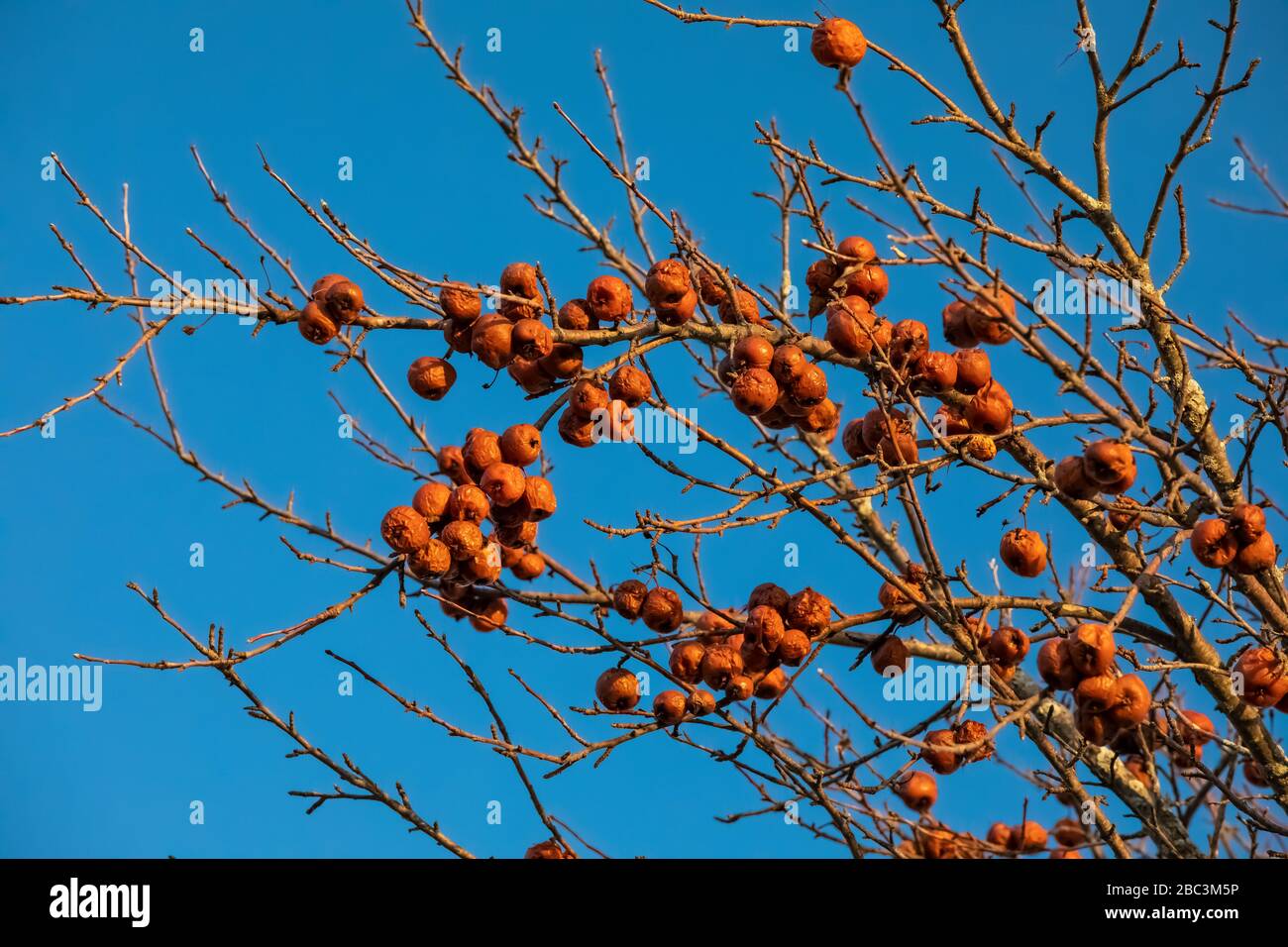 Les pommes sont laissées sur un arbre en hiver dans le centre du Michigan, aux États-Unis Banque D'Images