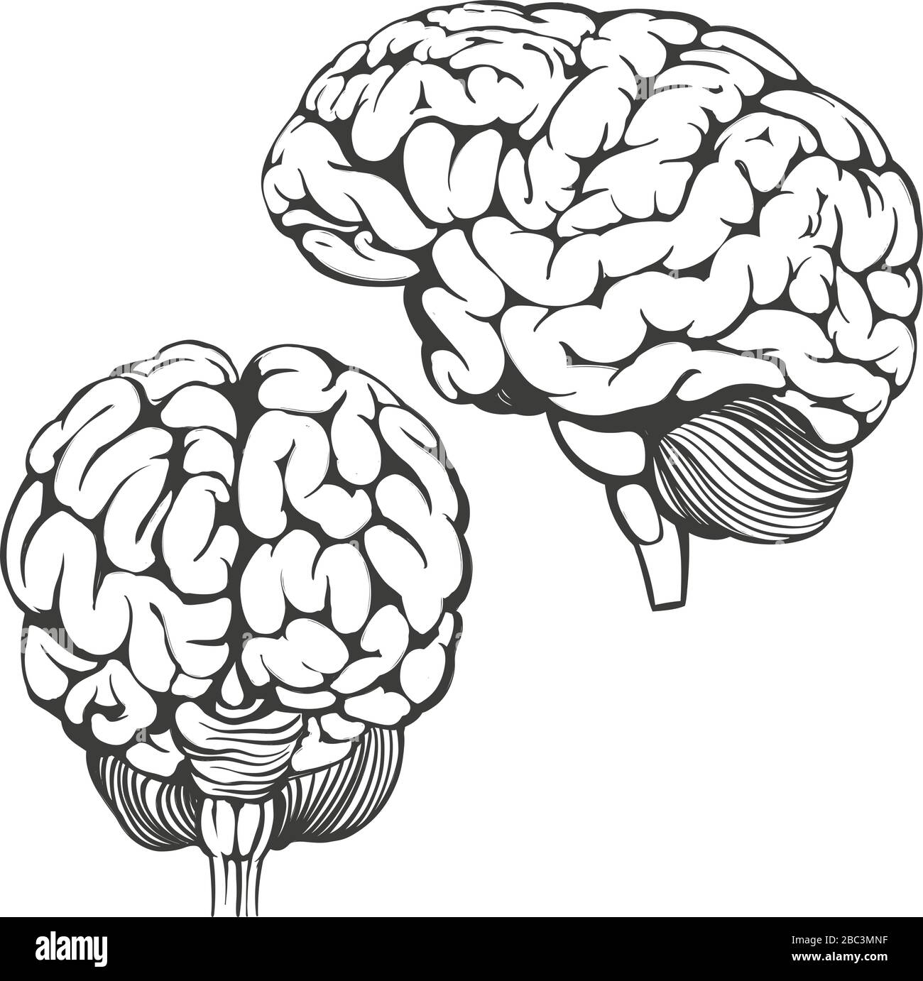 collection cerveaux, anatomie humaine, dessin d'illustration vectorielle dessinée à la main Illustration de Vecteur