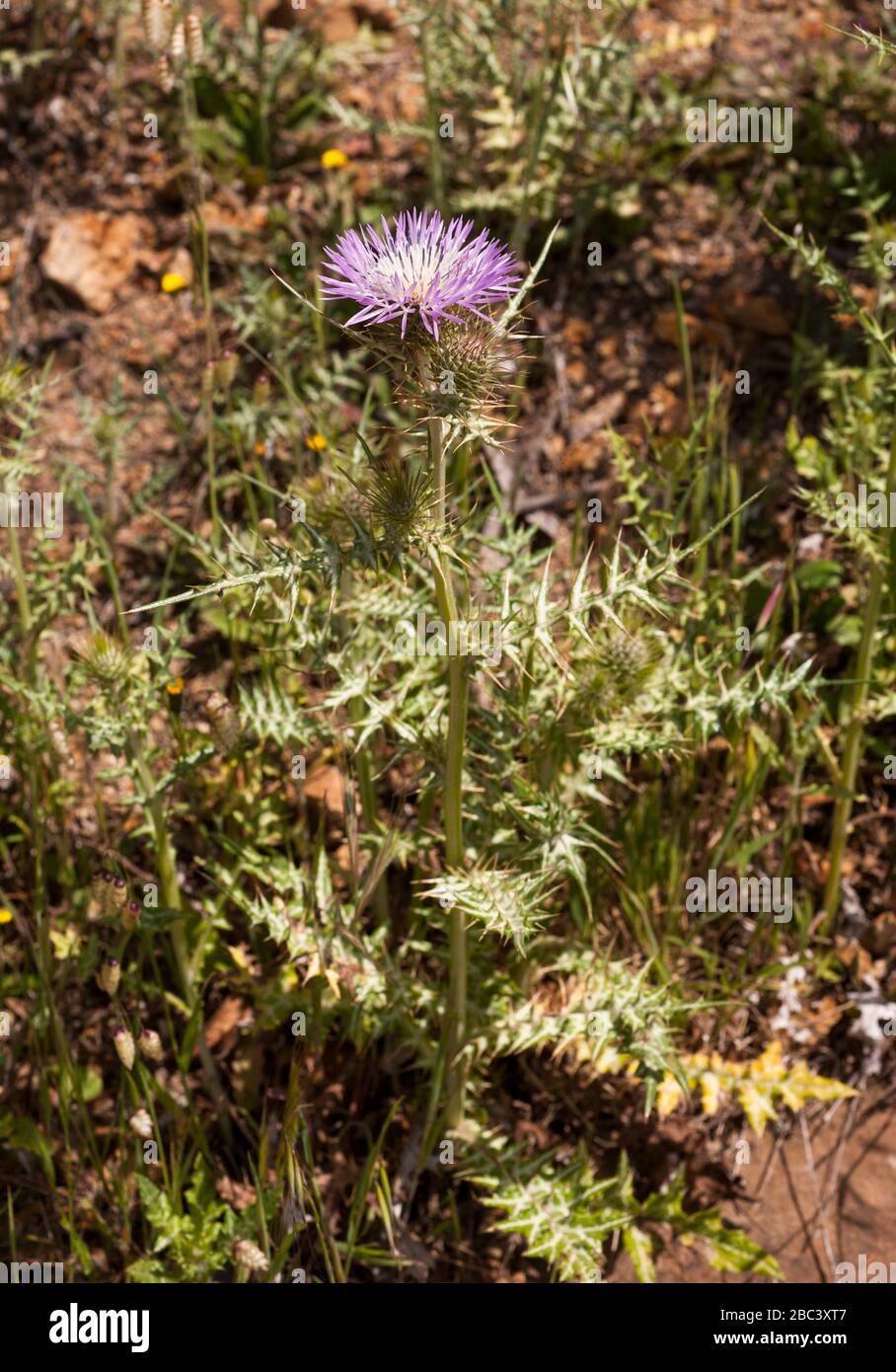 Galatites tomentosa, Asteraceae Banque D'Images