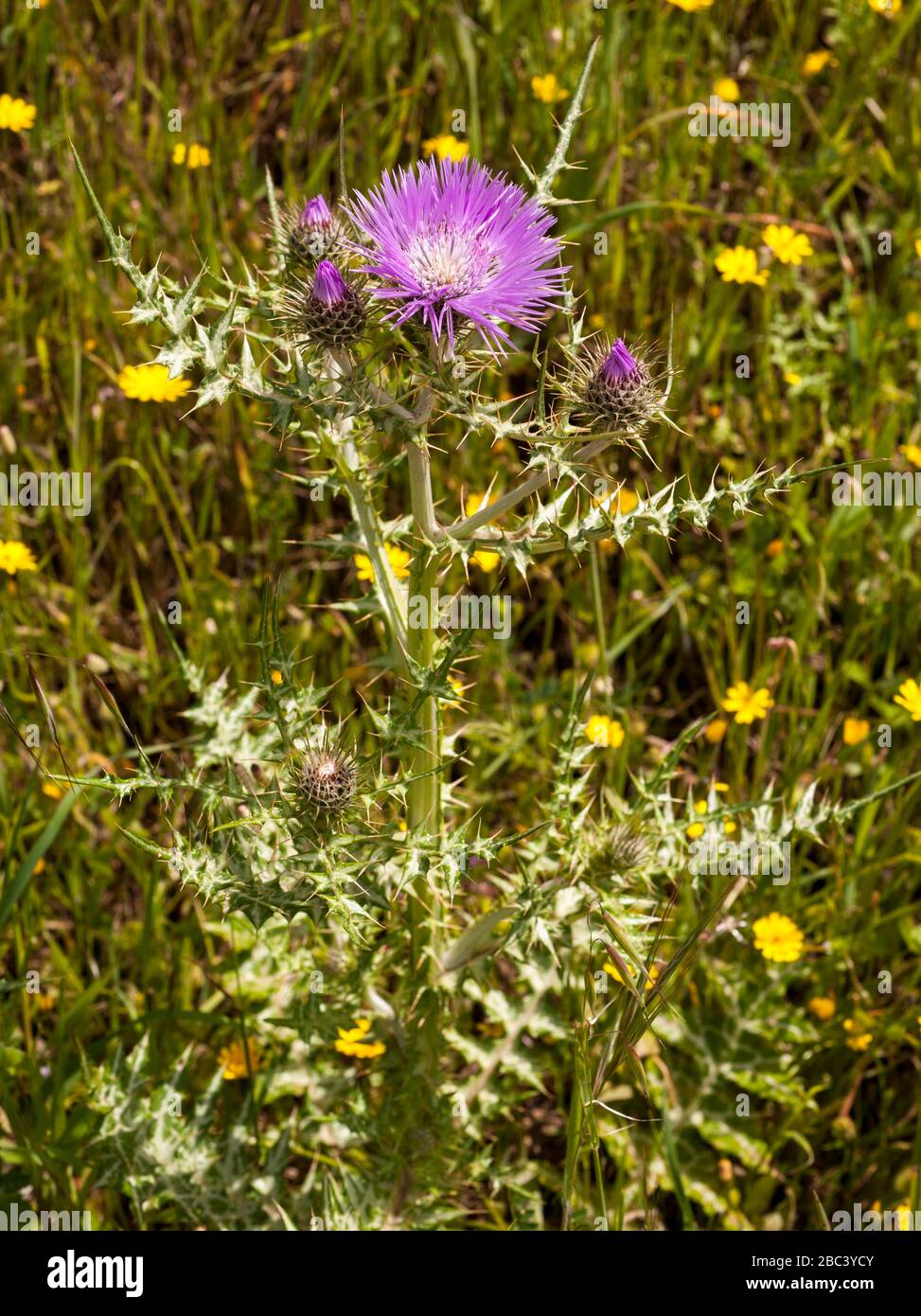 Galatites tomentosa, Asteraceae Banque D'Images