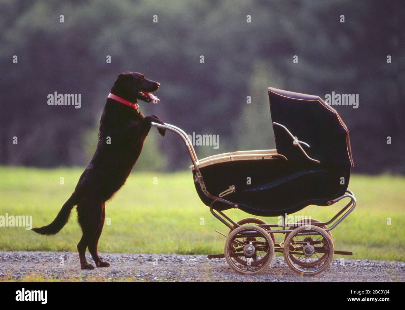 « Kodak » The Black Lab Banque D'Images