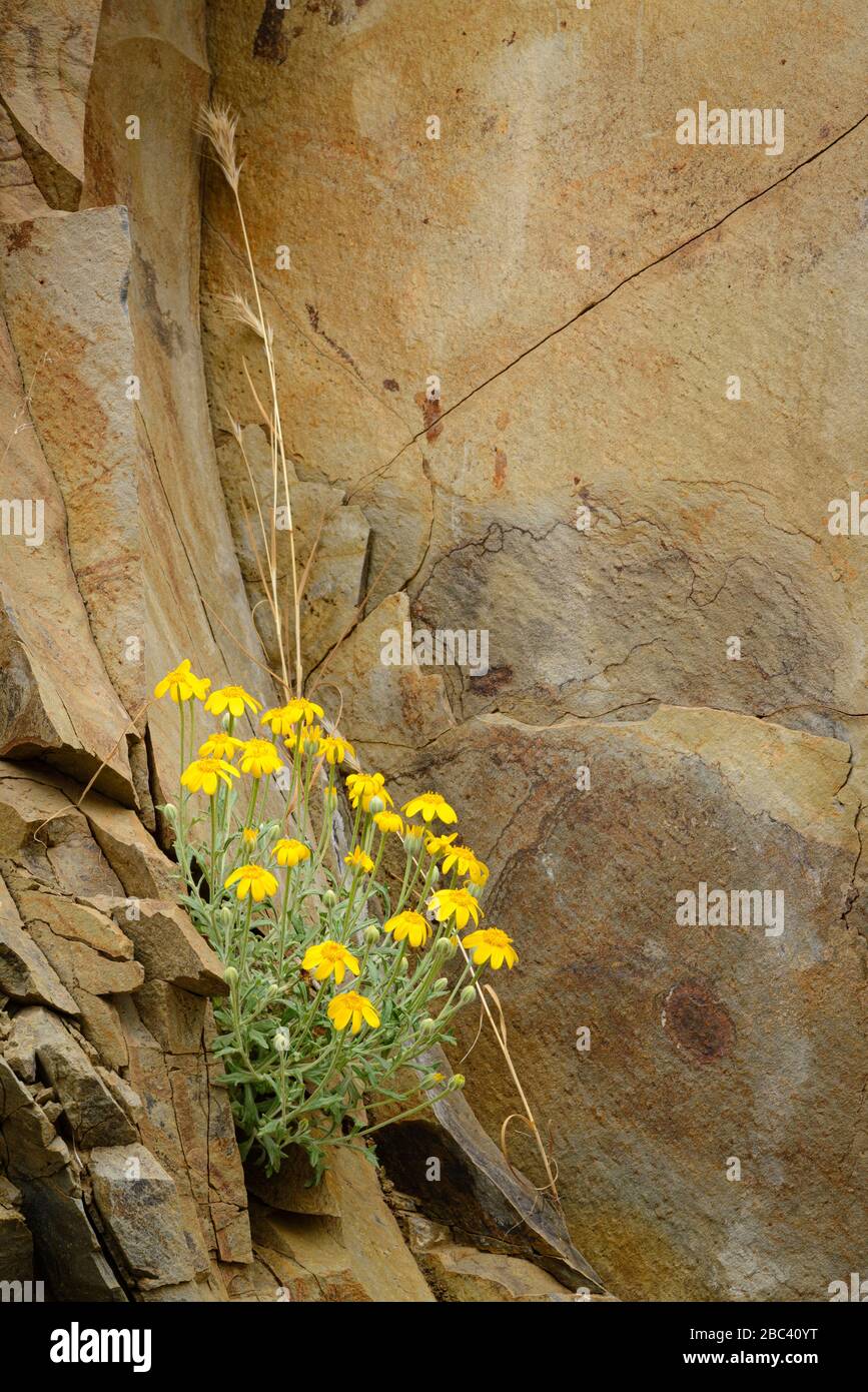 La fleur de forêt de l'Oregon Sunshine se développe sur le rocher de la falaise de lave de basalte le long de la rivière John Day, dans le parc national de Cottonwood Canyon, au nord du centre de l'Oregon. Banque D'Images