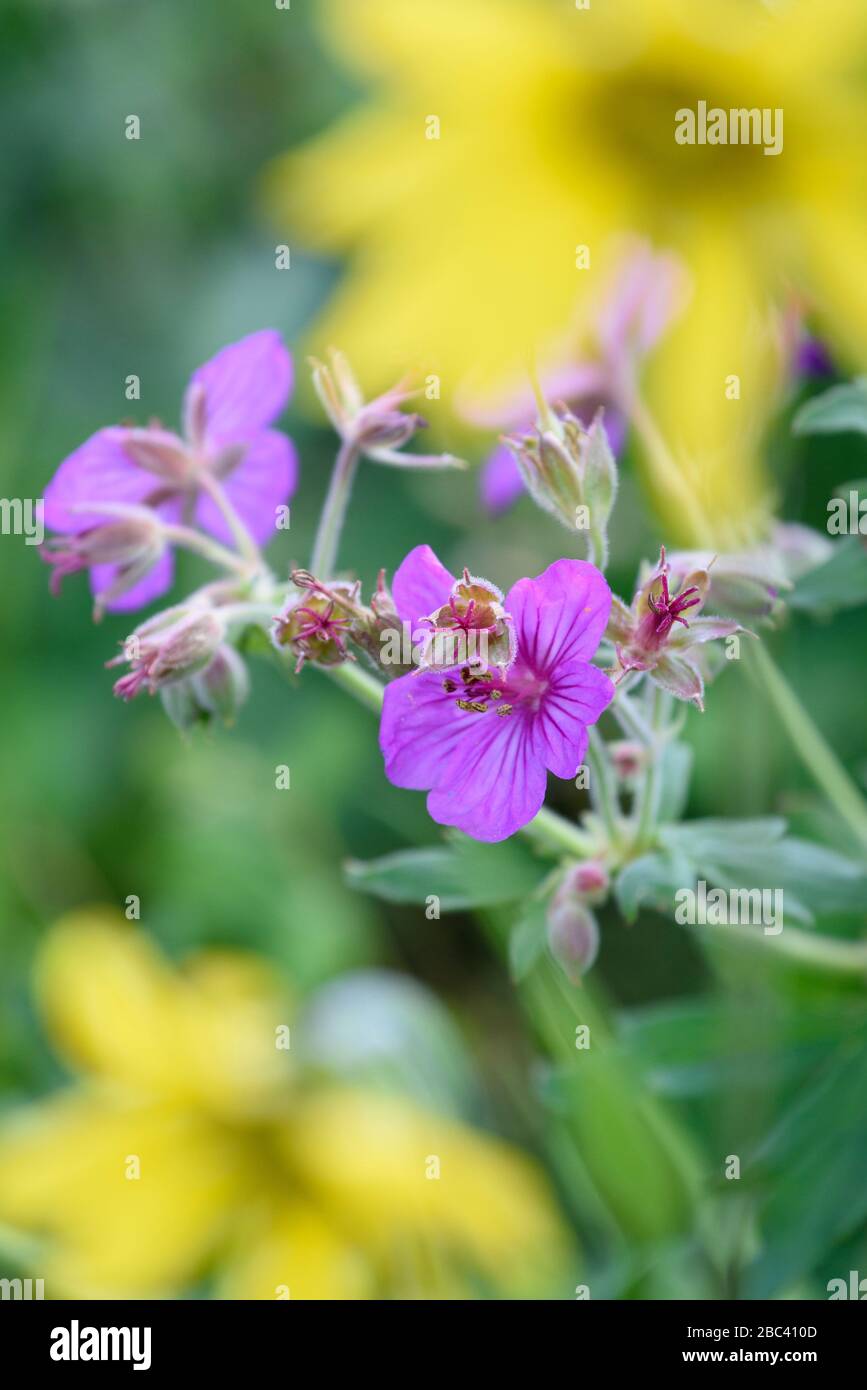 Fleurs sauvages (Sticky Geranium et Helianthella) dans la vallée de Lamar, parc national de Yellowstone, Wyoming. Banque D'Images