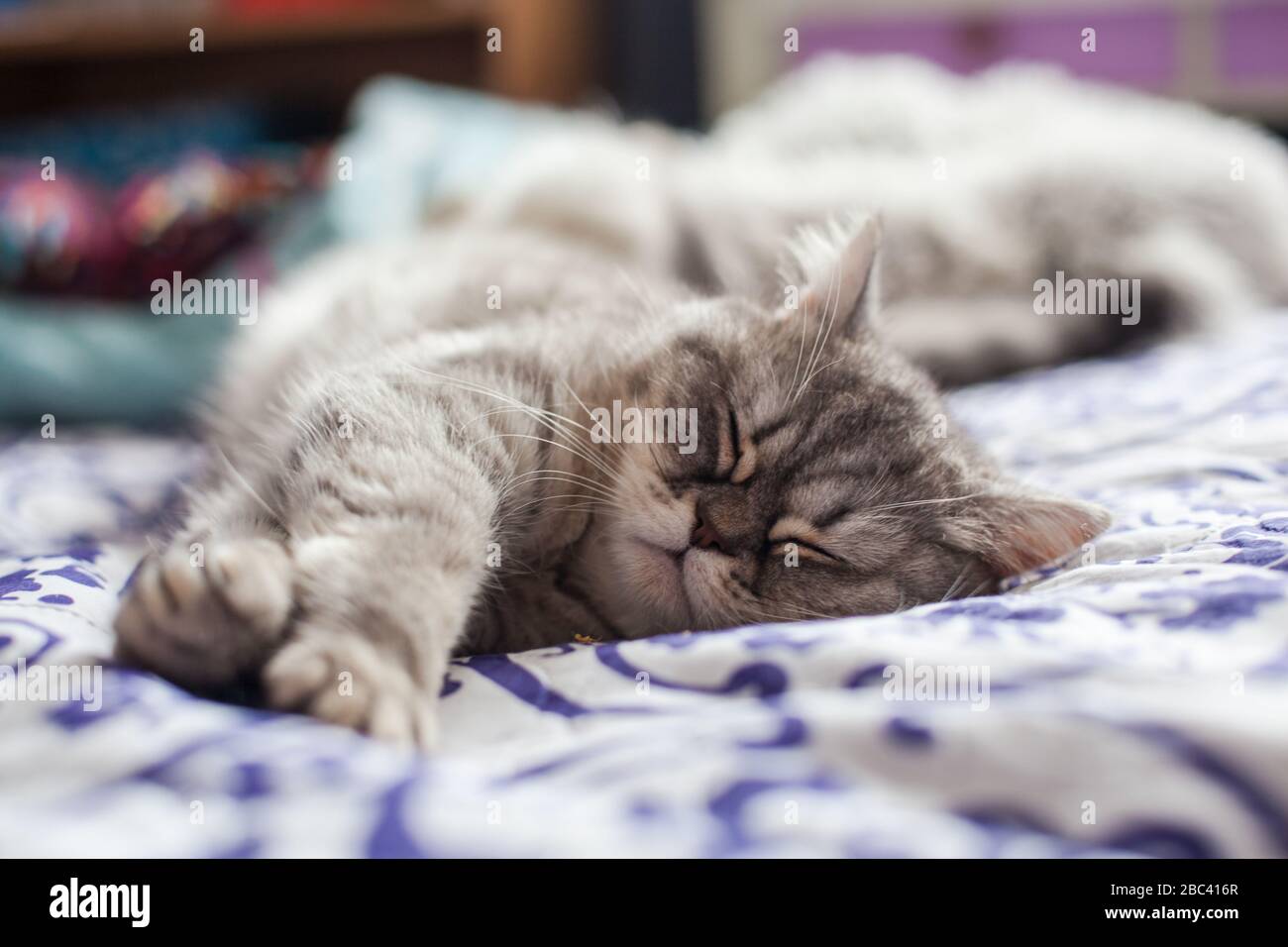 Scottish Straight. Cute cat woman, happy pet. Banque D'Images