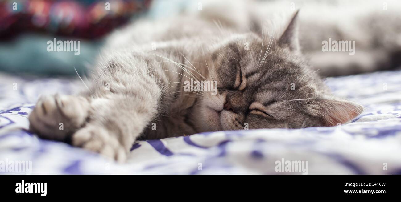 Scottish Straight. Cute cat woman, happy pet. Banque D'Images
