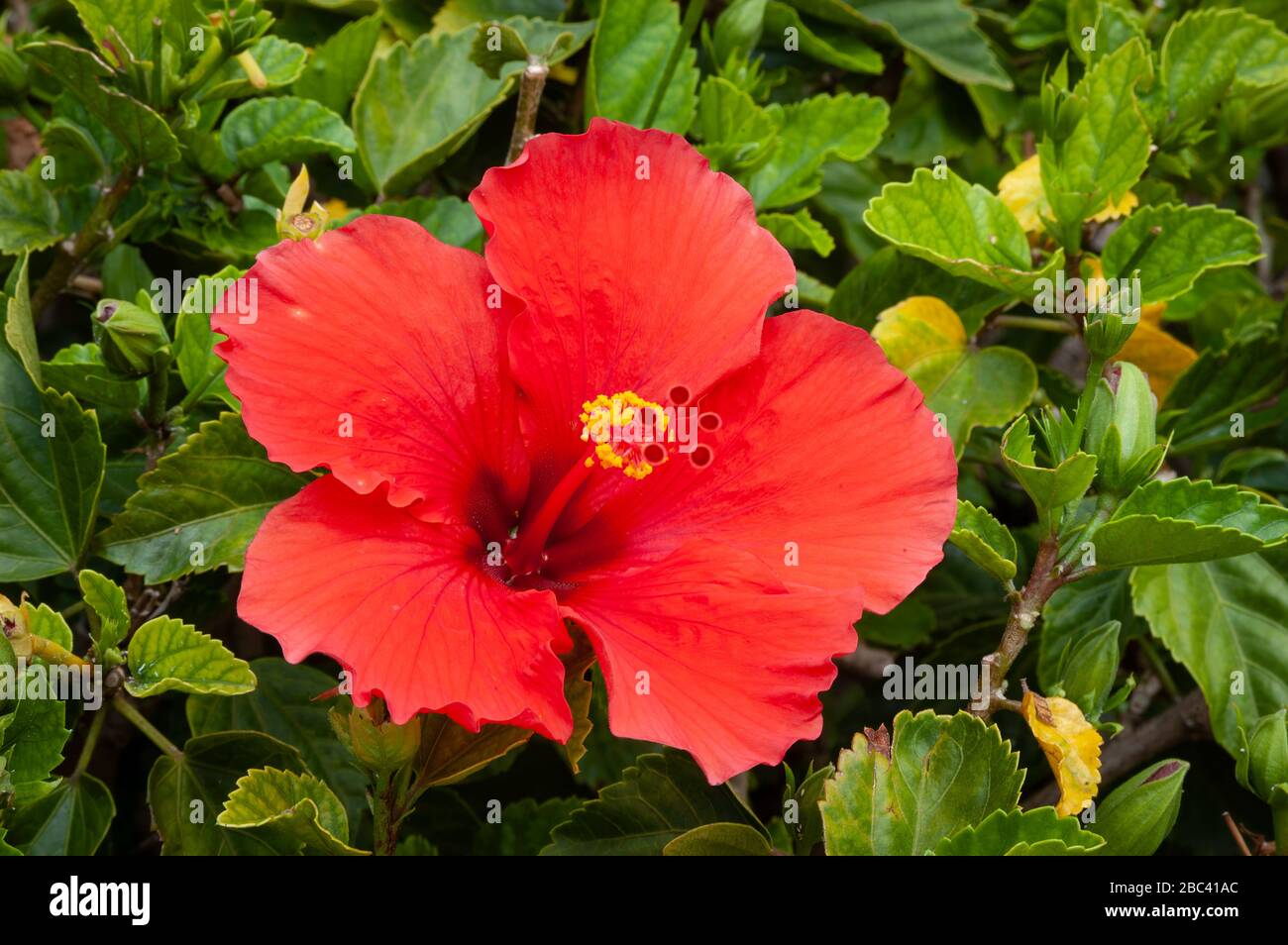 Hibiscus rouge, Maui, Hawaï. Banque D'Images