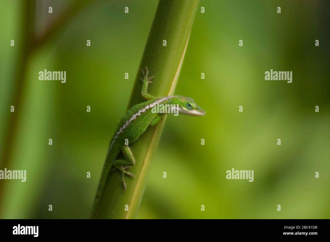 Green Anole Lizard (Anolis carolinensis). Originaire du sud-est des États-Unis, et largement utilisé dans d'autres régions du monde. Commune à l'île hawaïenne Banque D'Images