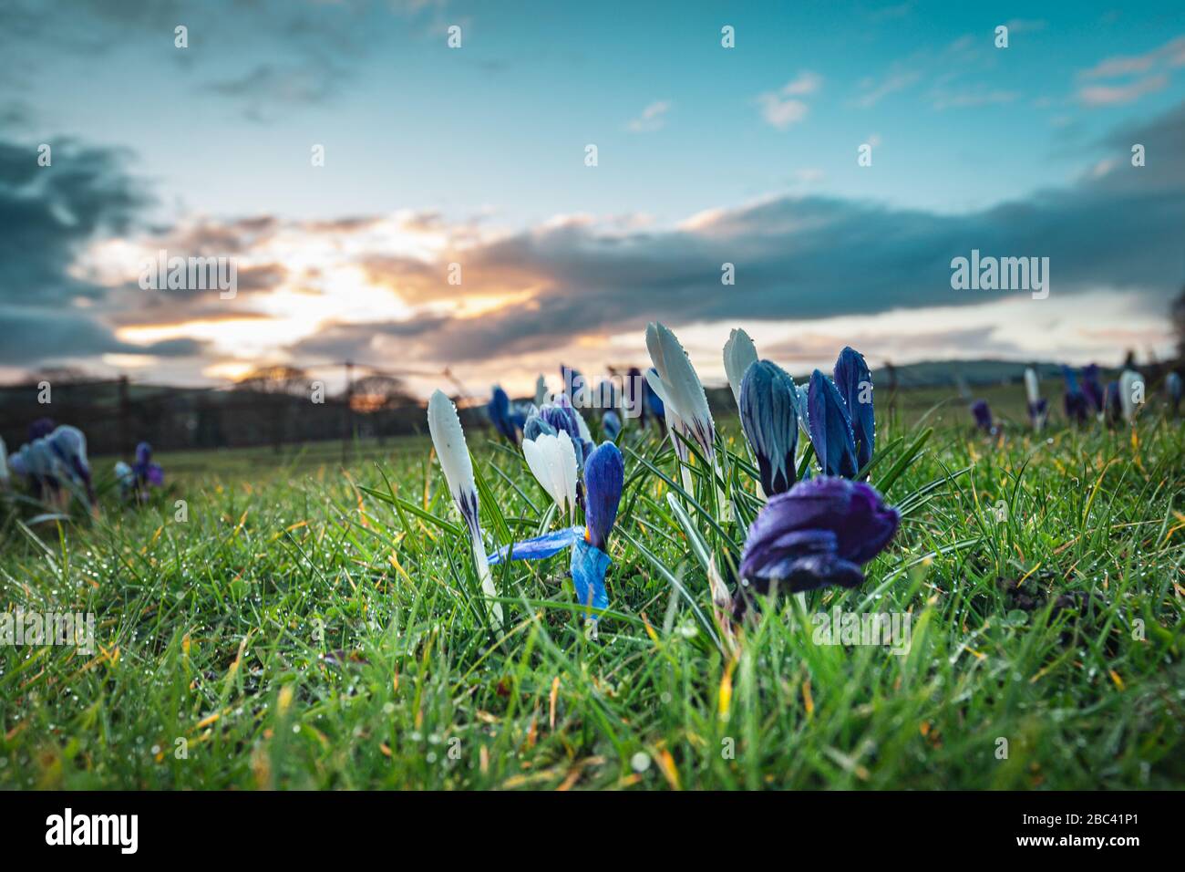 Fleurit les fleurs de Crocus sur de l'herbe verte fraîche au coucher du soleil. Shropshire au Royaume-Uni Banque D'Images