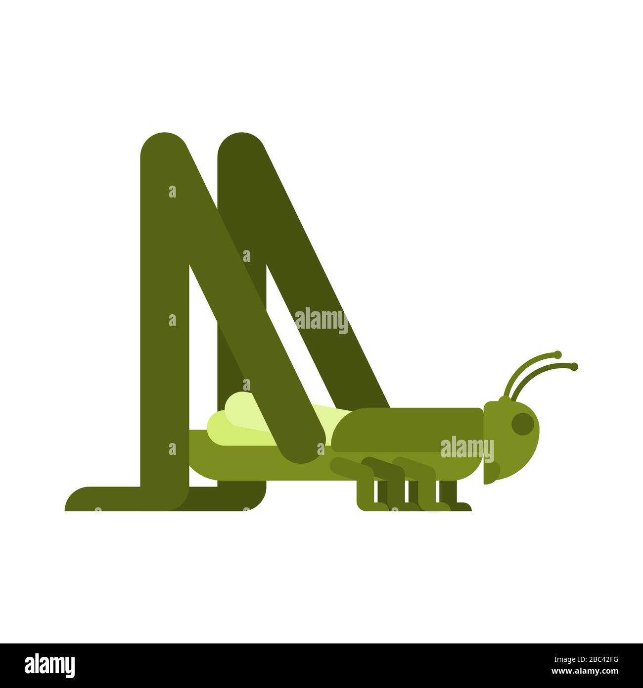 Sauterelle isolée. Illustration du vecteur d'insecte de criquet vert Illustration de Vecteur