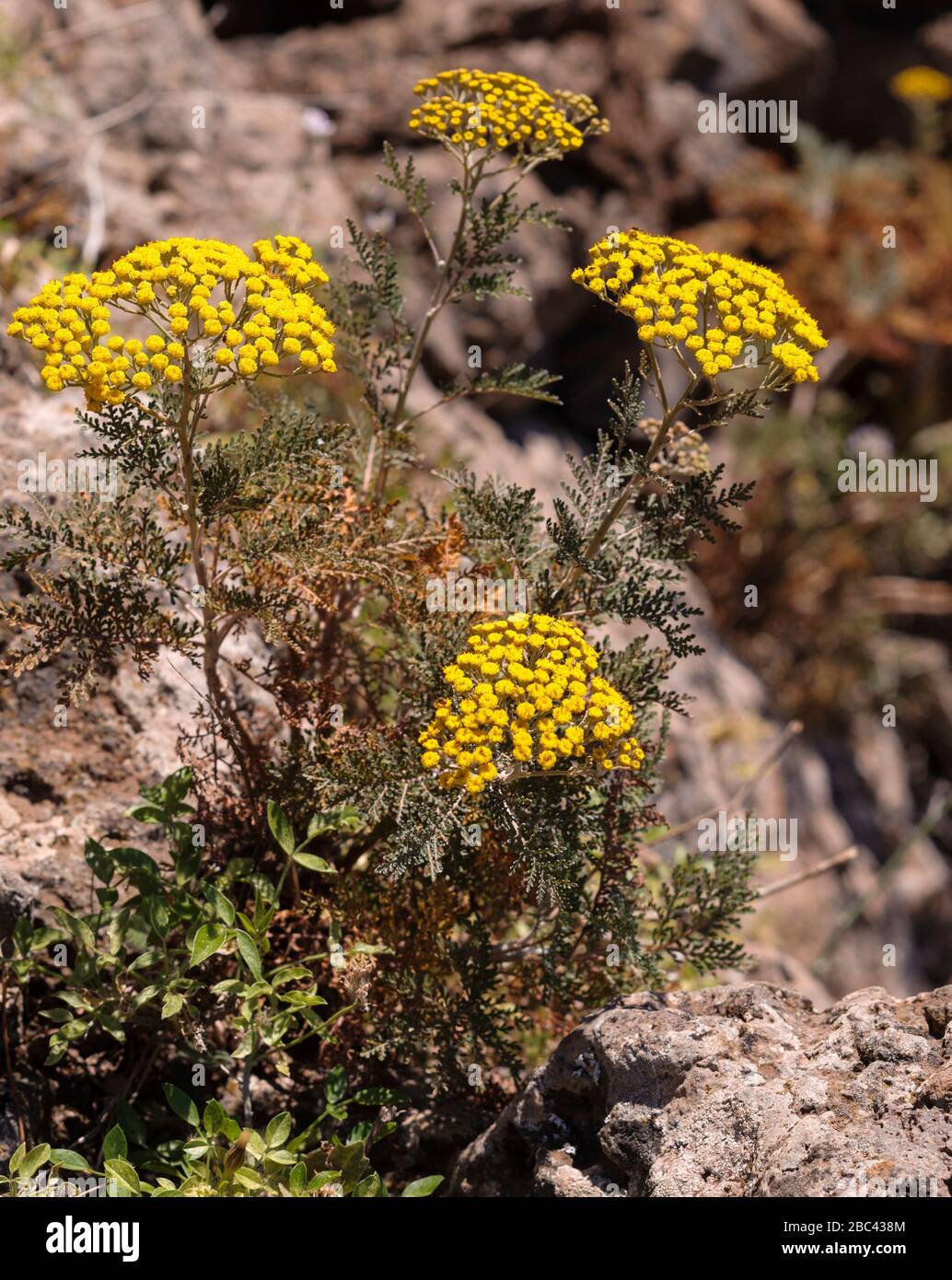 Gonospermum jufrusum, Kanaren endemischCanaris endémique Asteraceae Banque D'Images