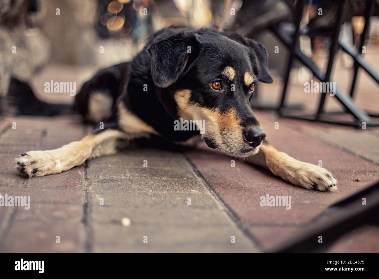 Un drôle de chien brun noir pose sur le béton Banque D'Images