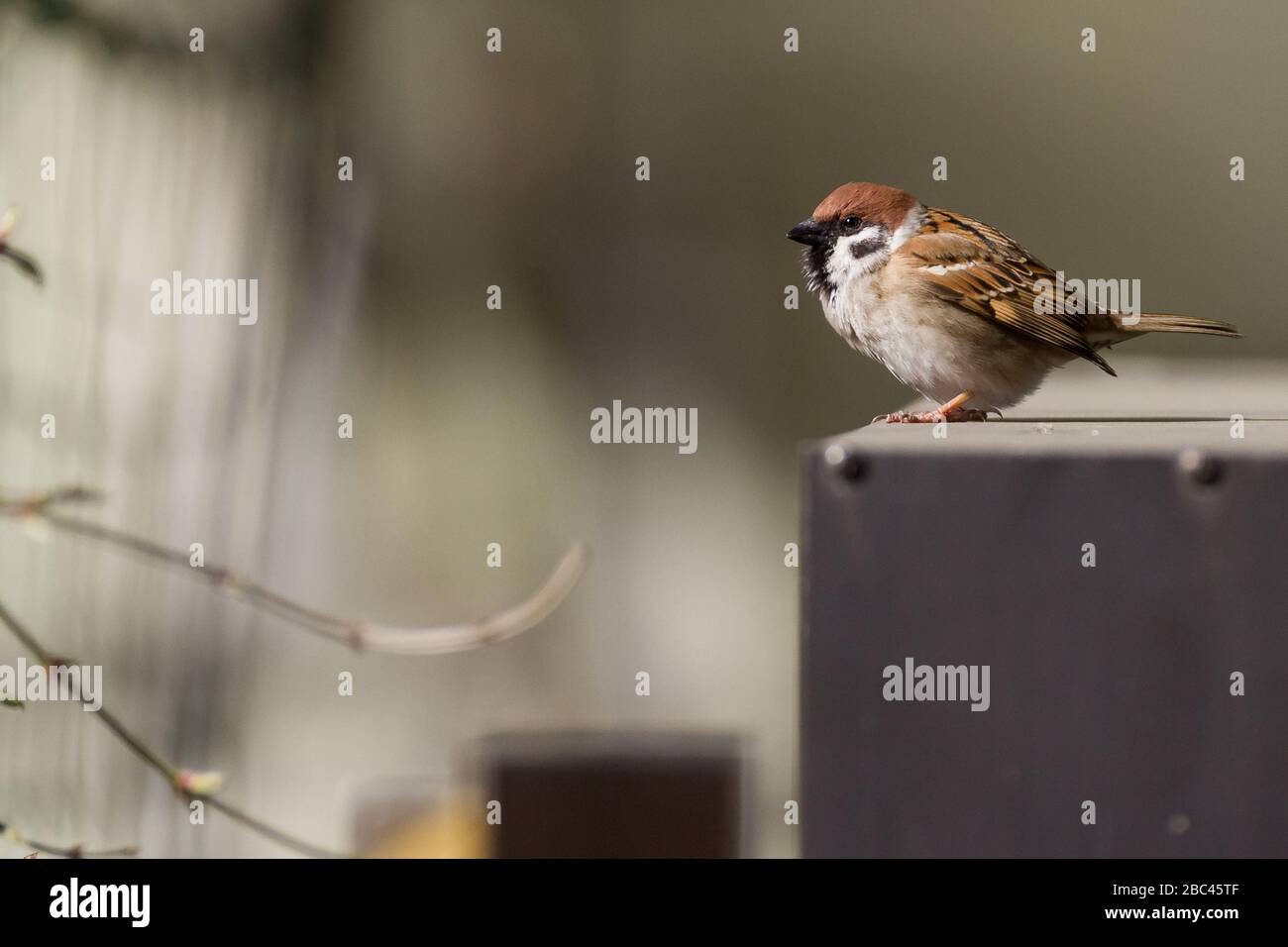 Un arbusteur eurasien (Passer montanus) dans un jardin à Tsuruma, Kanagawa, Japon Banque D'Images