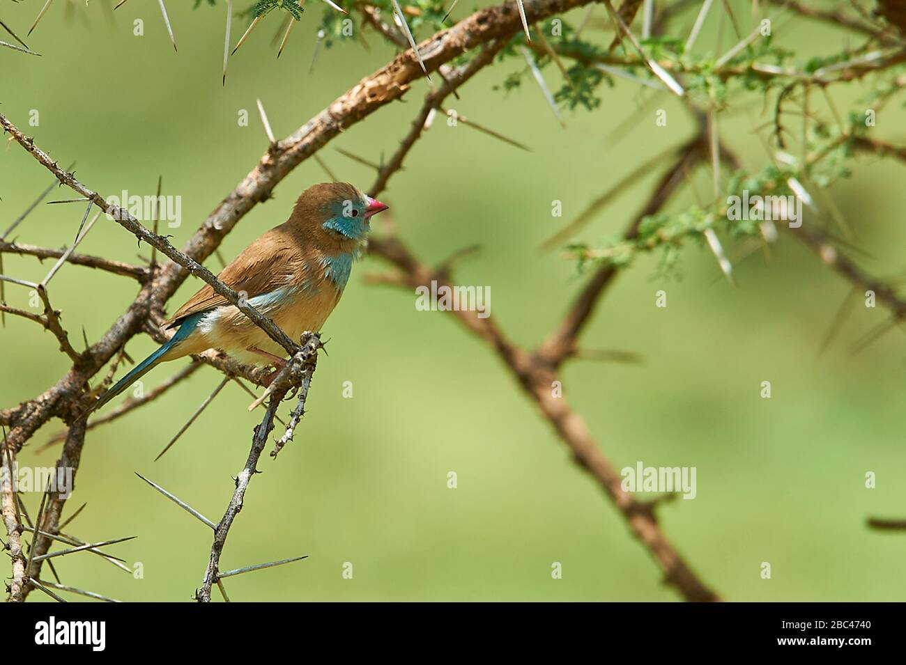 Une finale Blue Waxbill cordon Bleu, perché sur un arbre Banque D'Images