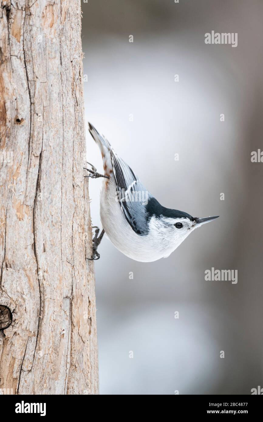 Nuance de poitrine blanche (Sitta carolinensis).Eastern USA, par Dominique Braud/Dembinsky photo Assoc Banque D'Images