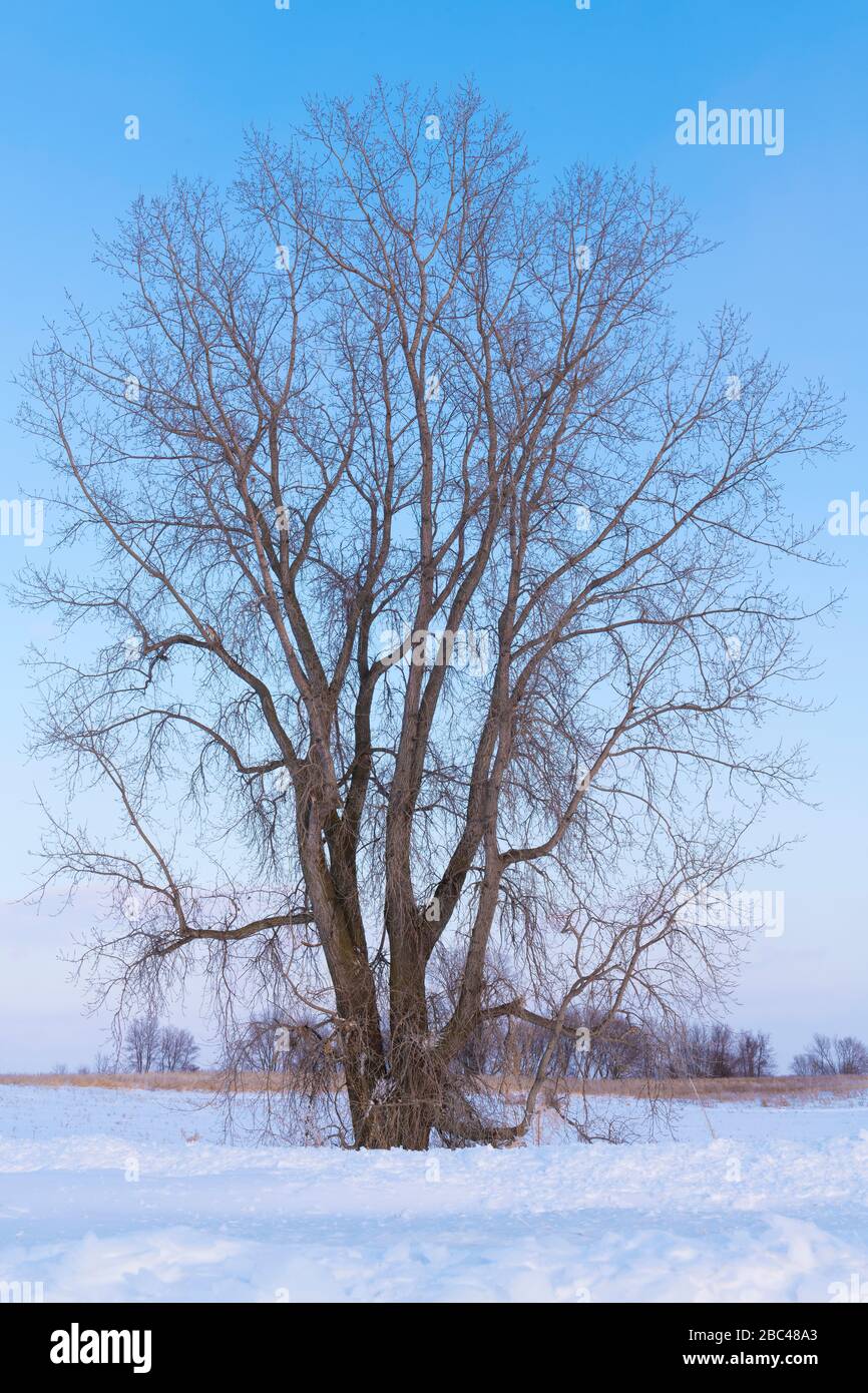 Cotonwood oriental (Populus deltoides), journée hivernale claire, par Dominique Braud/Dembinsky photo Assoc Banque D'Images
