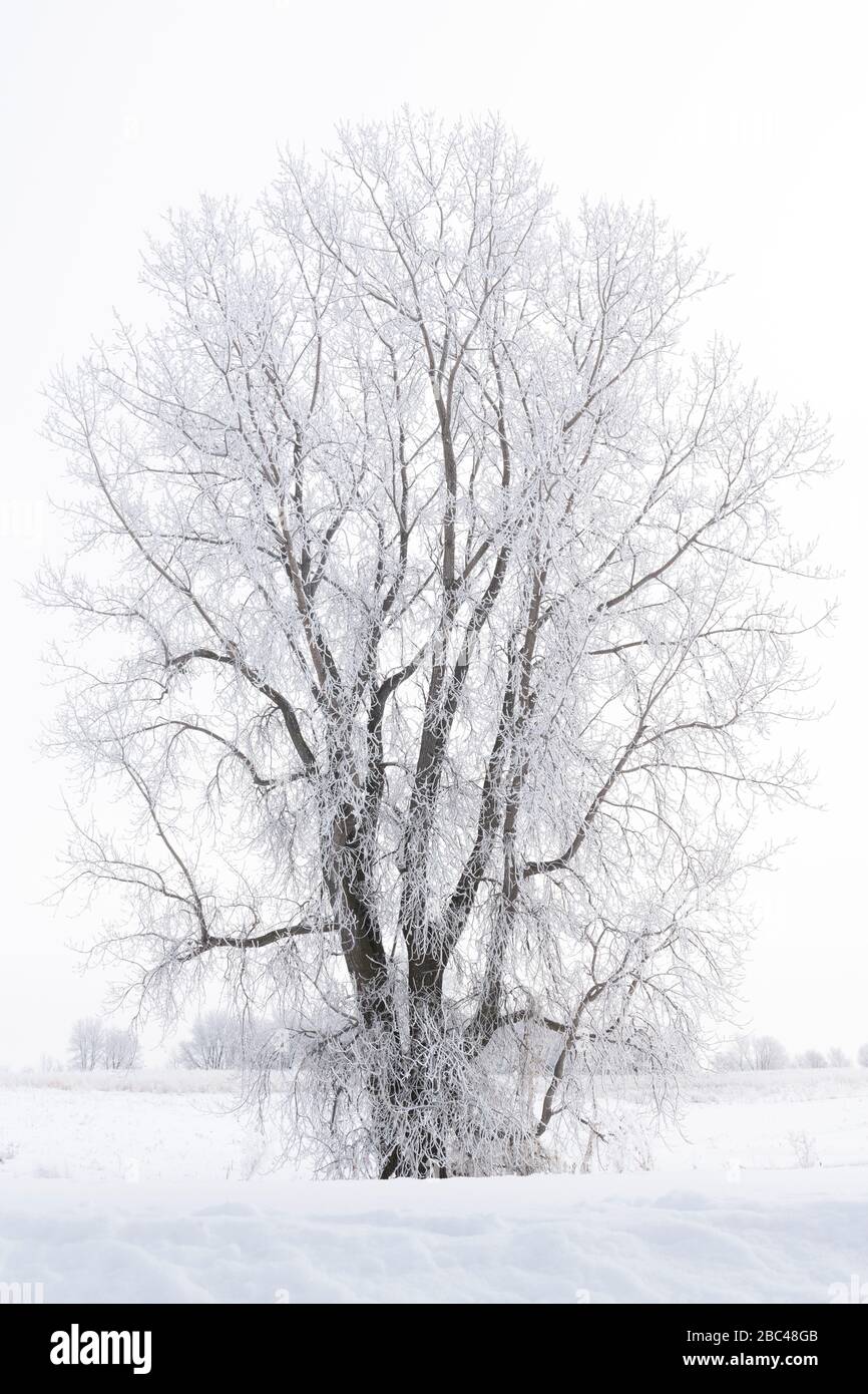 Cotonwood de l'est (Populus deltoides), hoirfrost, par Dominique Braud/Dembinsky photo Assoc Banque D'Images