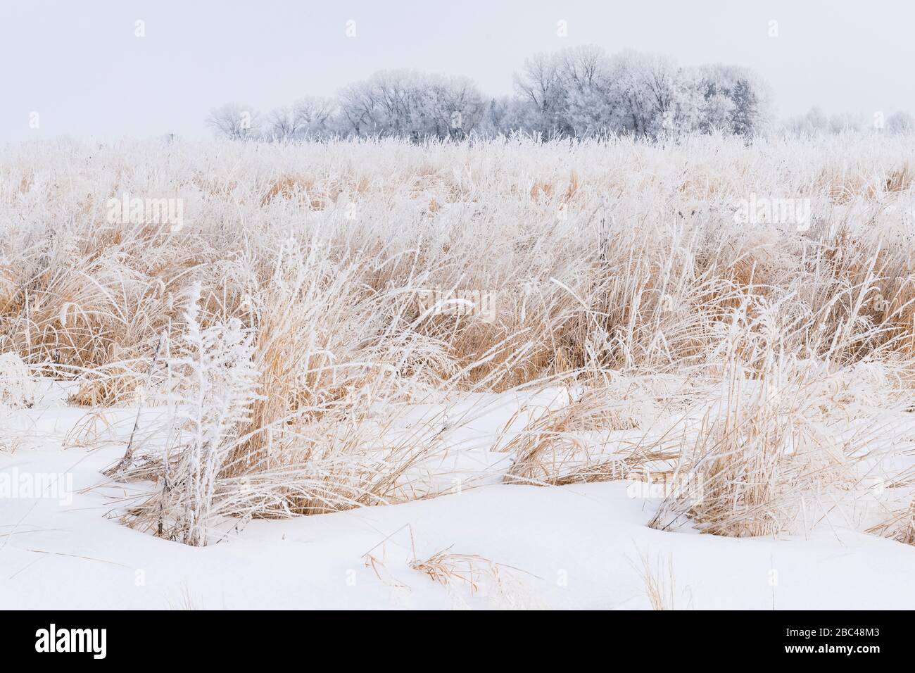 Le givre (givre rime) couvrant les graminées des prairies, hiver, milieu-ouest des États-Unis, par Dominique Braud/Dembinsky photo Assoc Banque D'Images