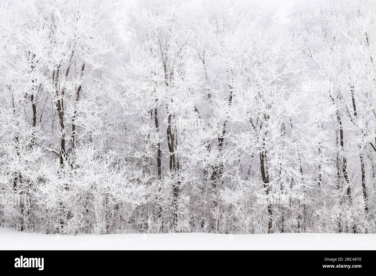 Le givre (givre rime) couvrant les graminées et les arbres des prairies, hiver, milieu-ouest des États-Unis, par Dominique Braud/Dembinsky photo Assoc Banque D'Images