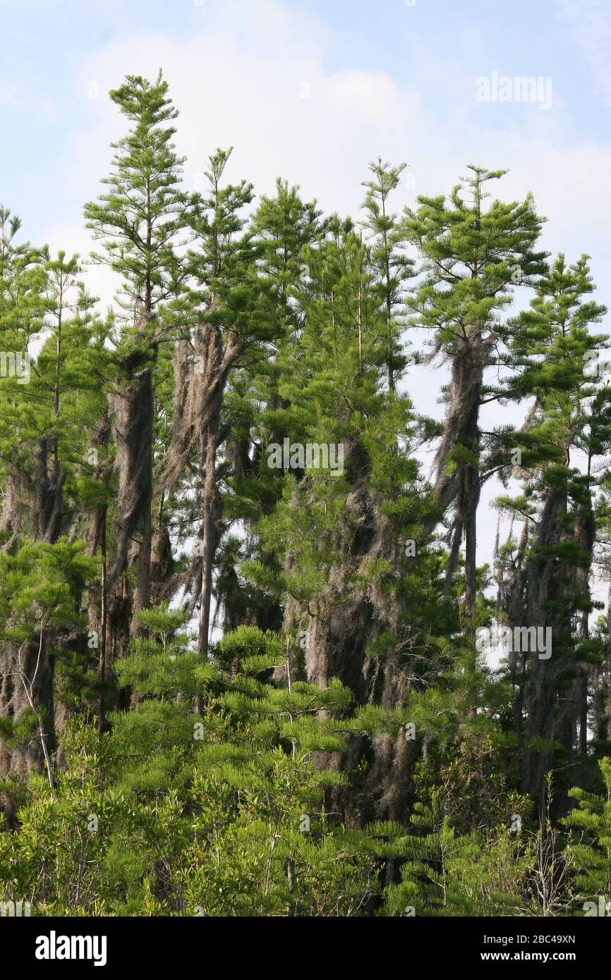 Bald Cypress Tress, (Taxodium distichum), avec Spanish Moss, Okefenokee Swamp, Géorgie et Floride, États-Unis, par Dembinsky photo Associates Banque D'Images