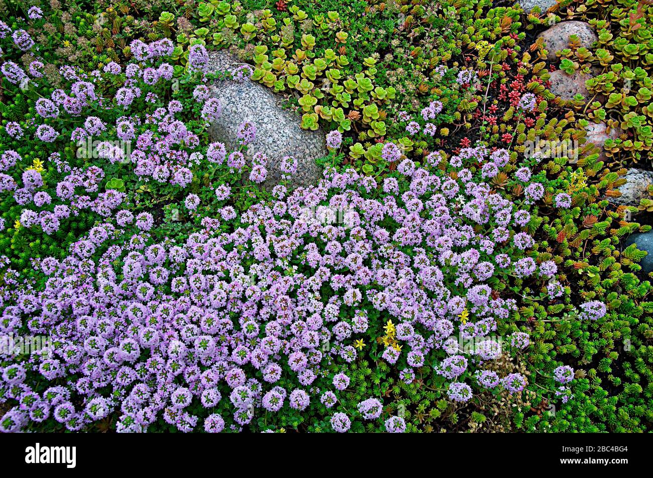 Vue sur les fleurs des plantes succulentes dans le jardin japonais en pierre Banque D'Images