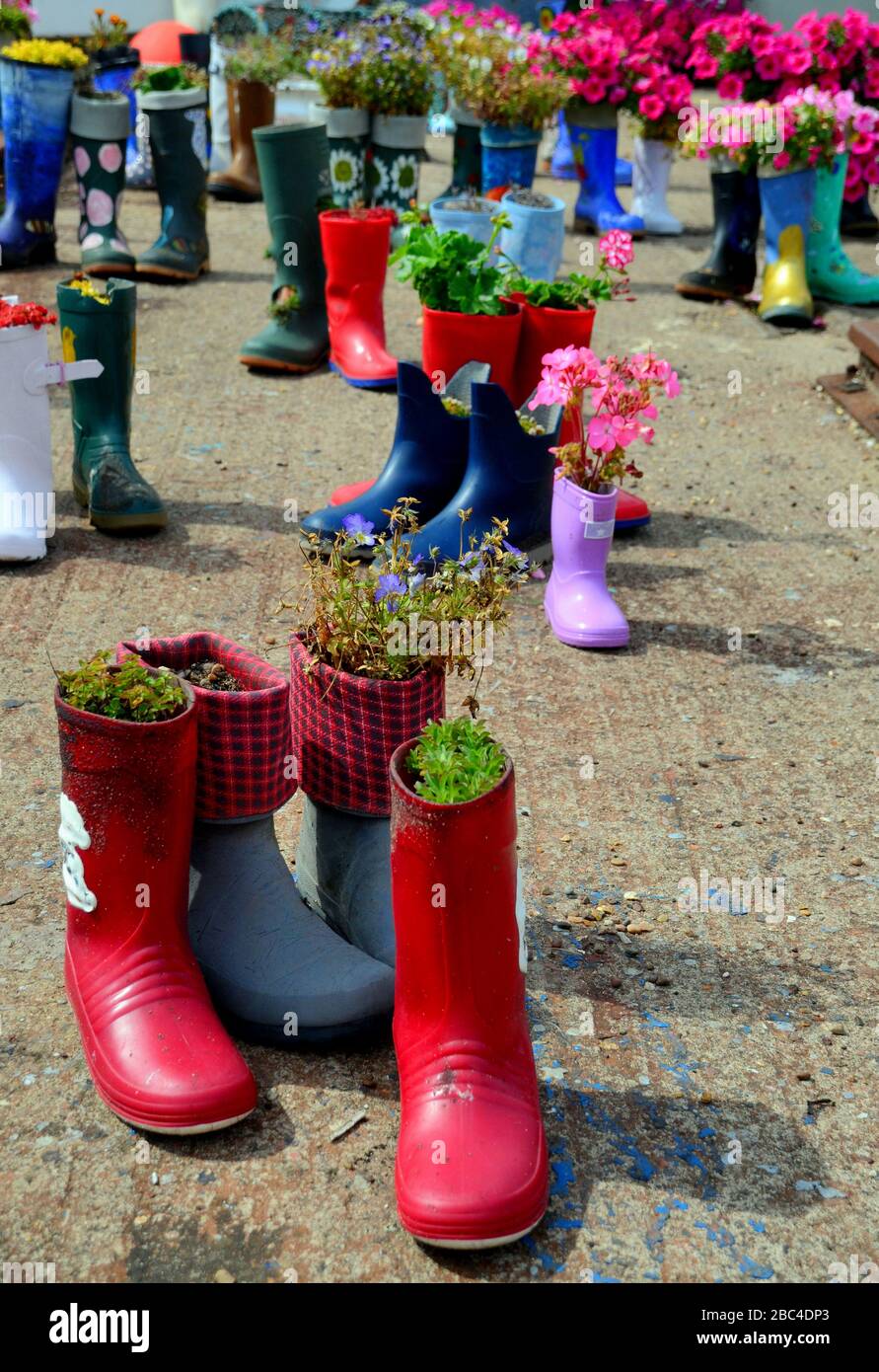 Variété de couleurs de planteuses à bottes en caoutchouc avec des types de fleurs en éventail Banque D'Images