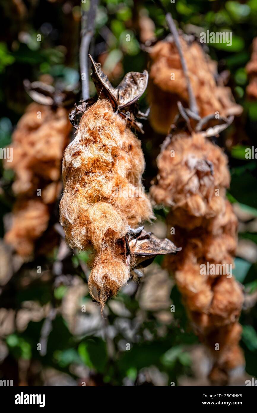 Plante de coton brun utilisée par les tisserands dans le village de San Juan sur la rive du lac Atitlan, Guatemala. Banque D'Images