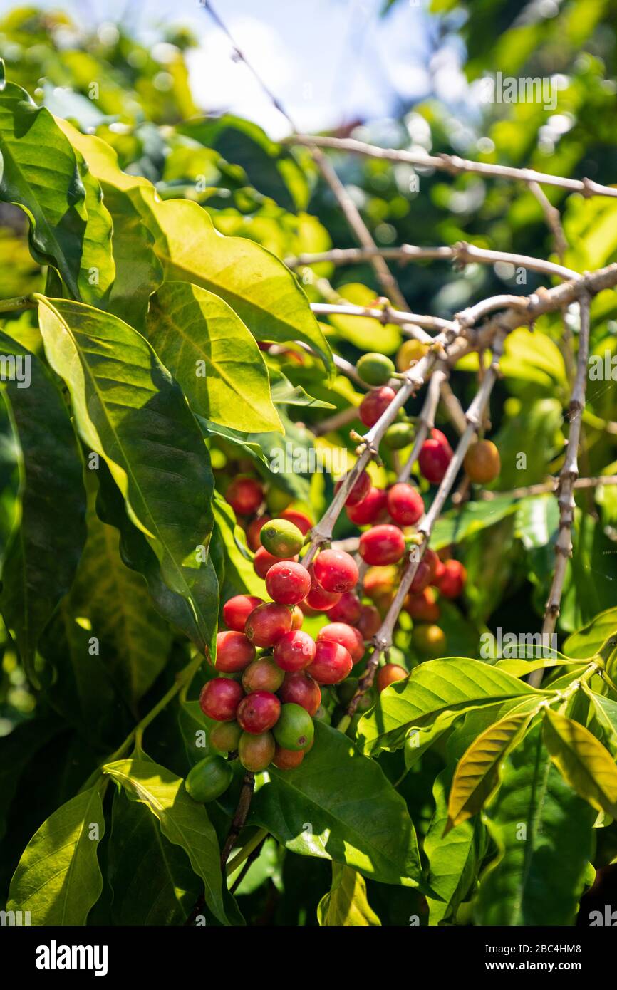 Grains de café dans une plantation près du lac Atitlan, au Guatemala. Banque D'Images Grains de café dans une plantation près du lac Atitlan, au Guatemala. Banque D'Images
